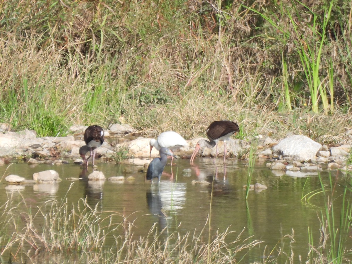 White Ibis - ML645289795