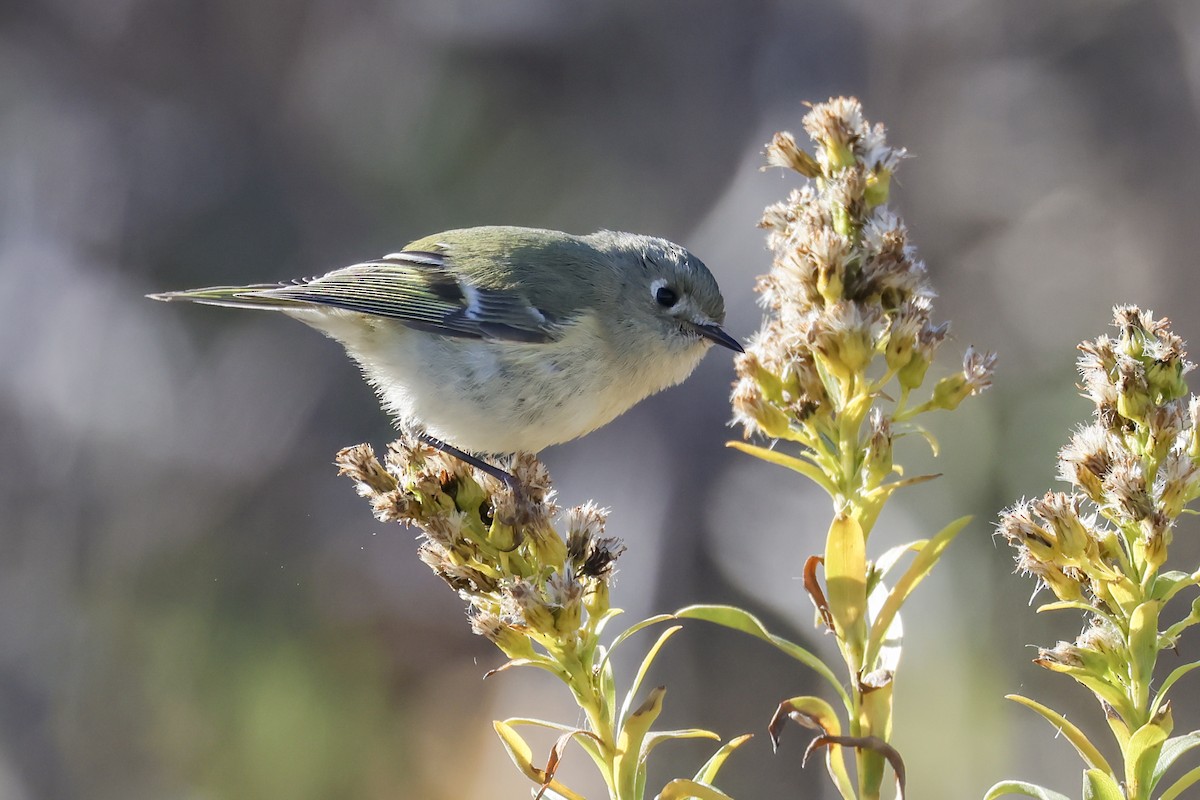 Ruby-crowned Kinglet - ML645289800