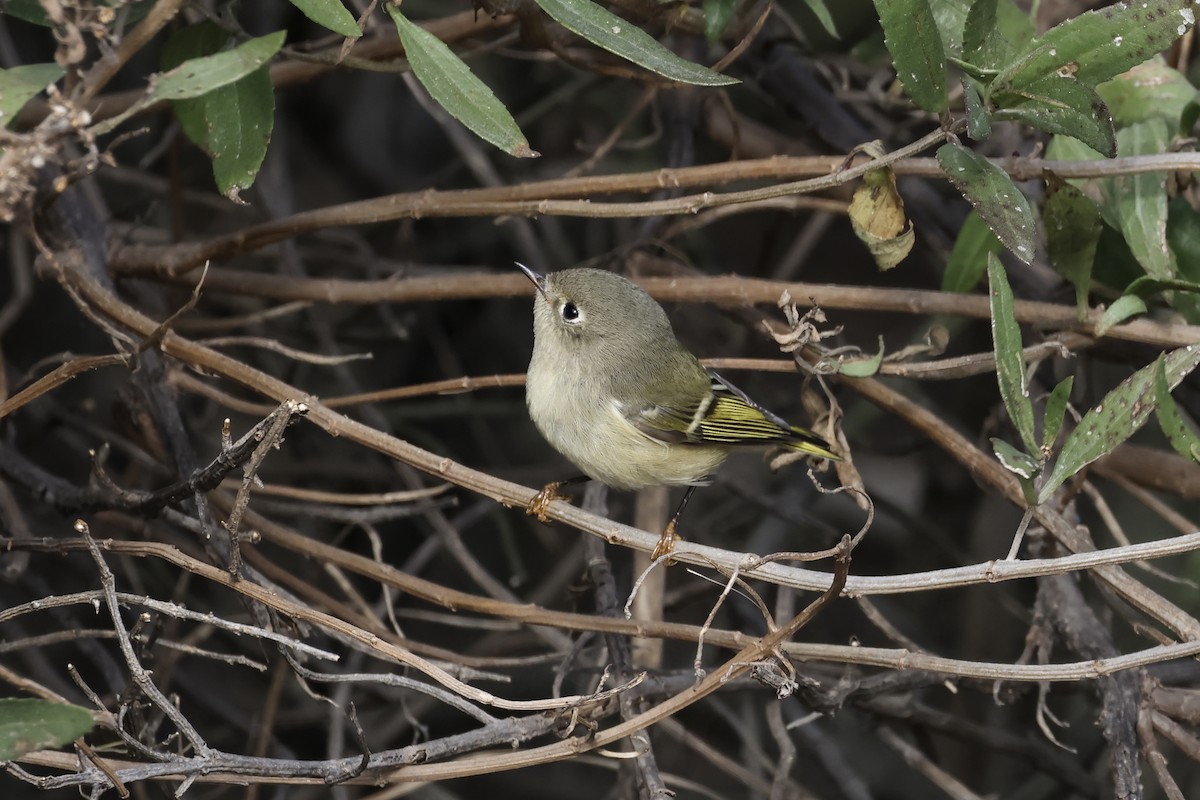 Ruby-crowned Kinglet - ML645289801