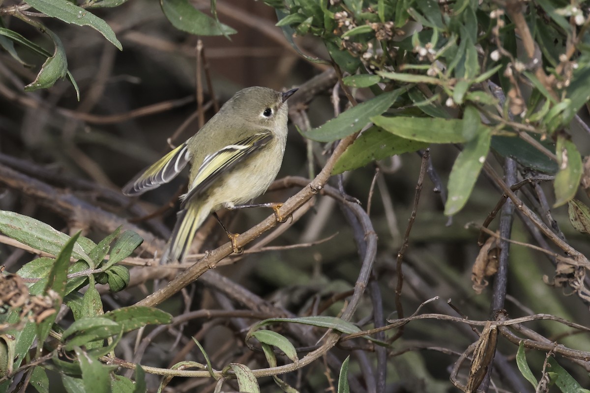 Ruby-crowned Kinglet - ML645289804