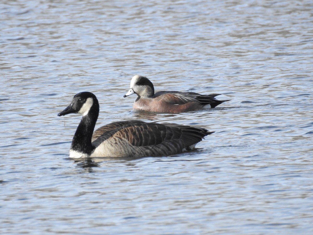 American Wigeon - ML645289805