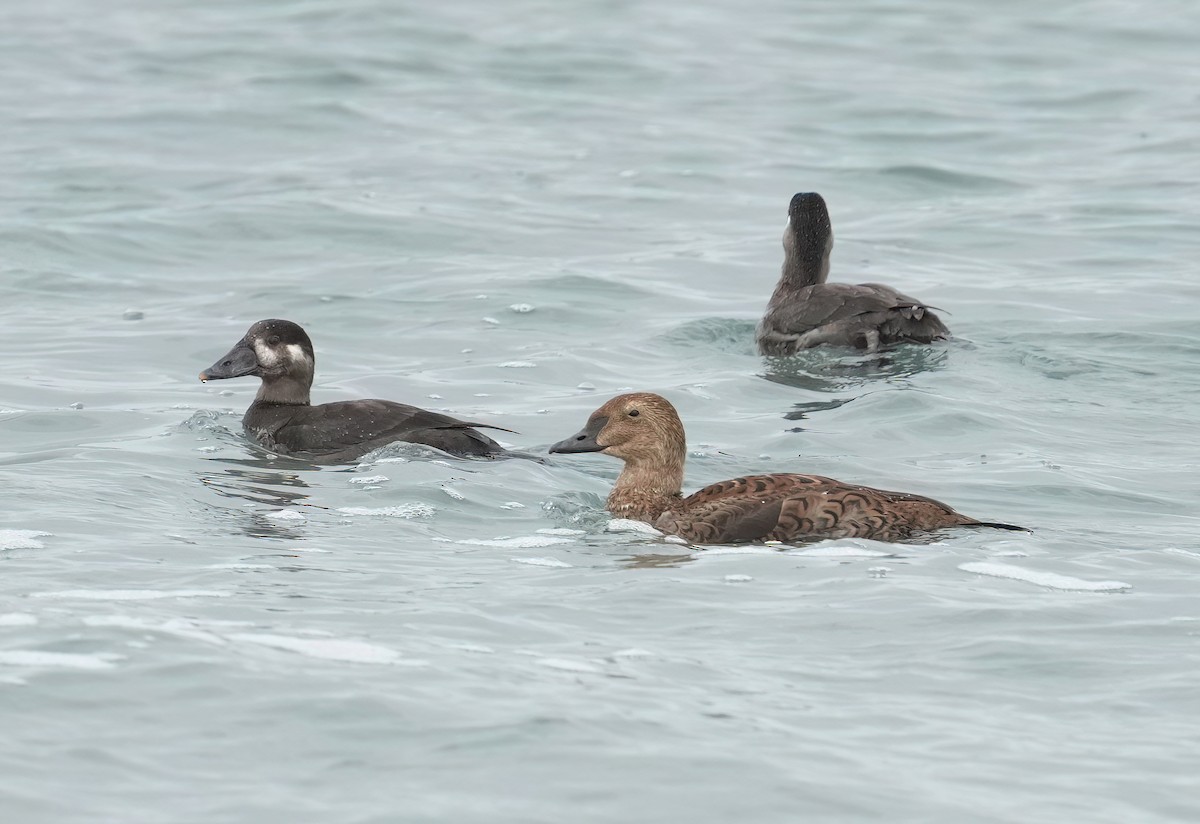 King Eider - ML645289808