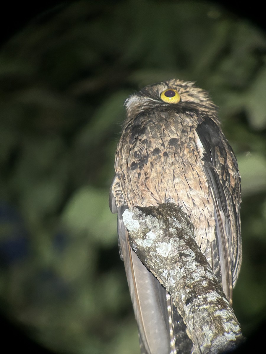 Common Potoo - ML645289810