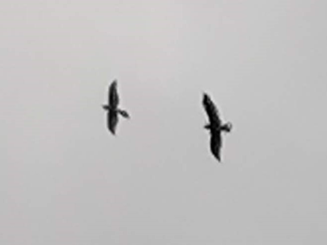 Eurasian Goshawk - ML645289811