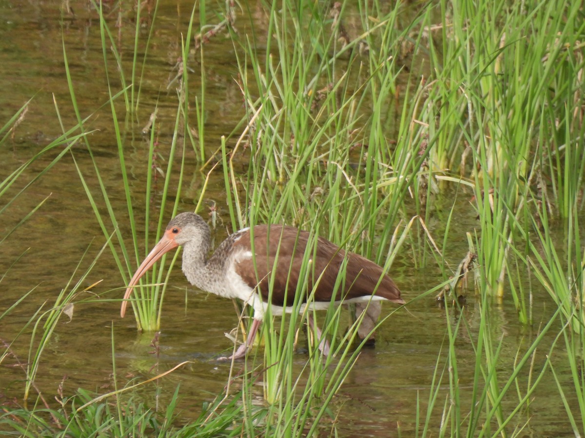 White Ibis - ML645289813