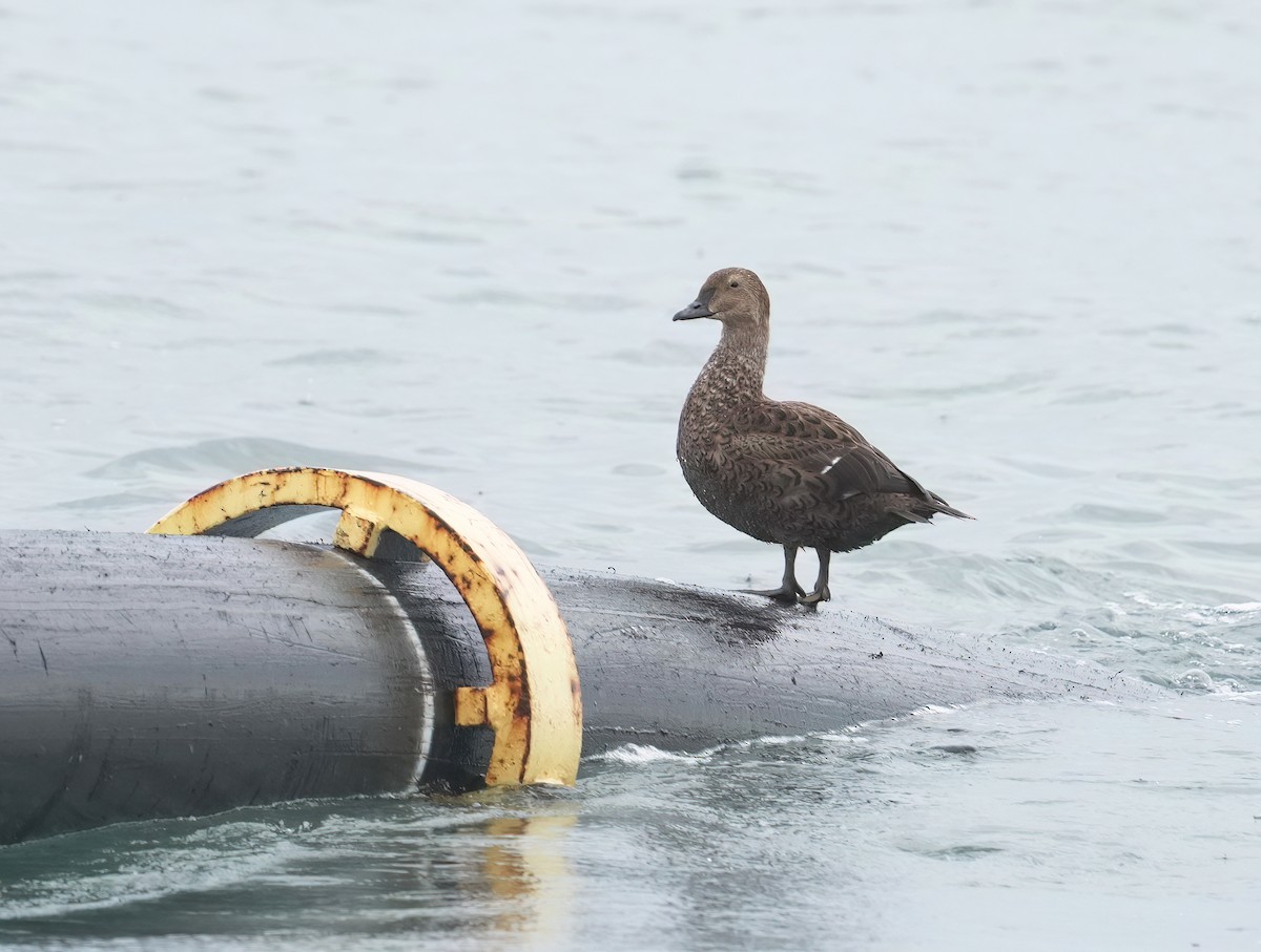 King Eider - ML645289816