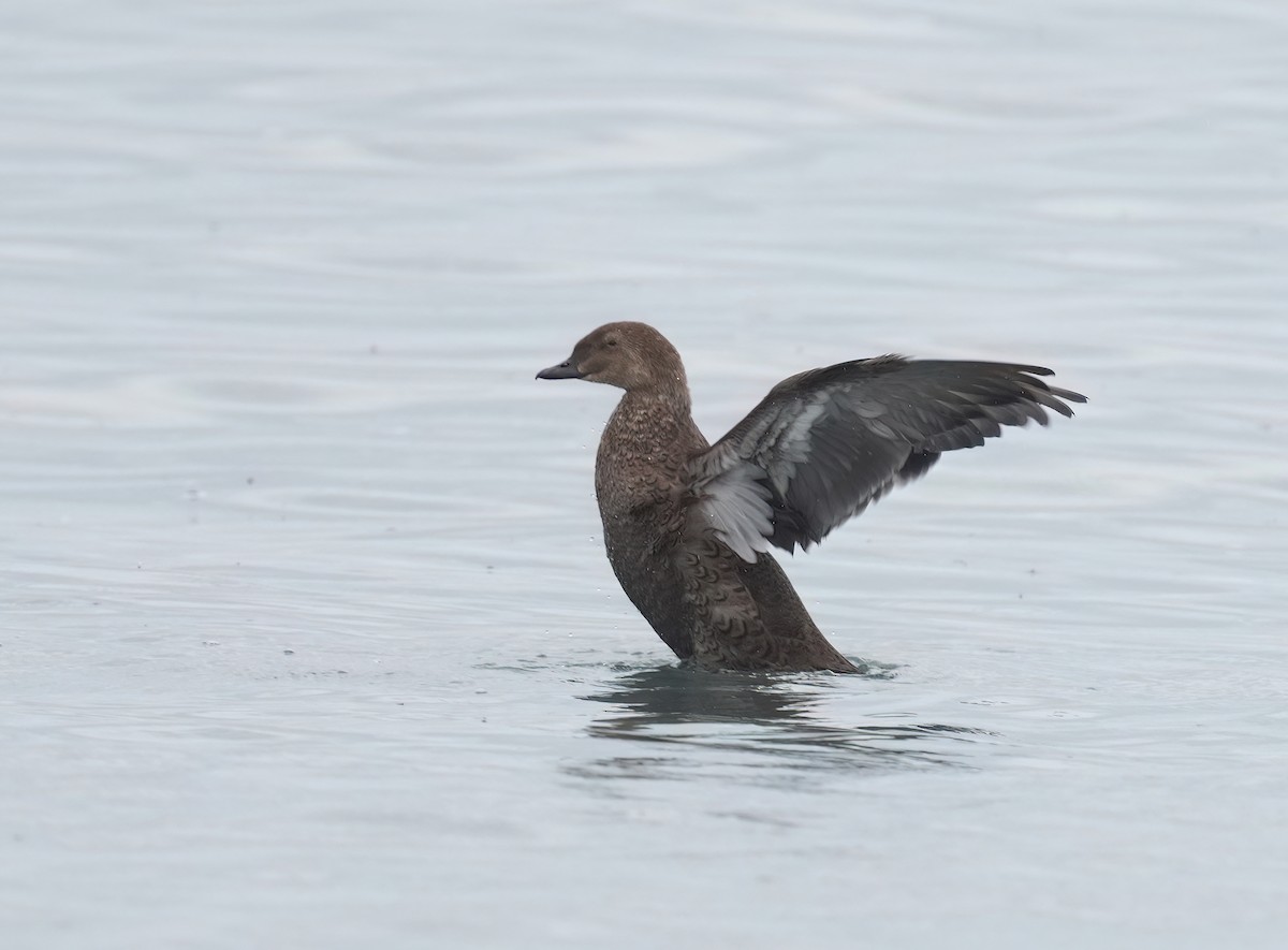 King Eider - ML645289823