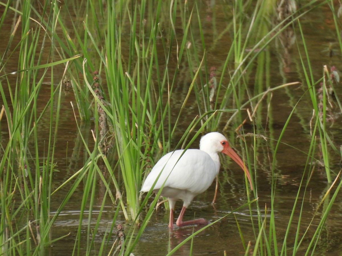 White Ibis - ML645289827
