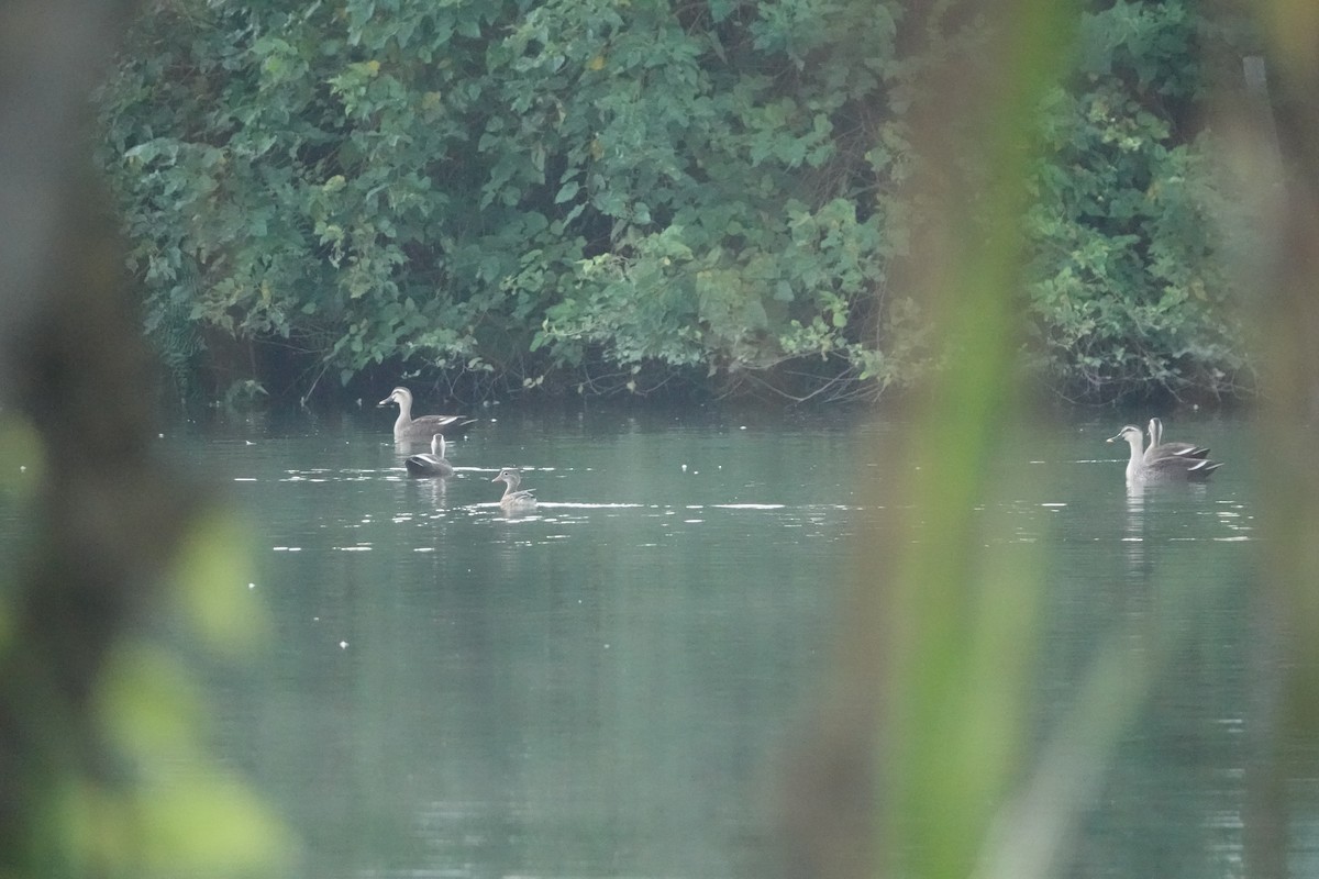 kachnička mandarínská - ML645289832