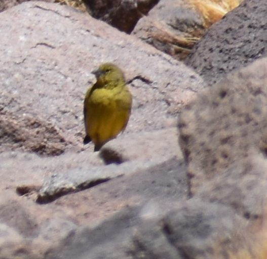 Sicale olivâtre - ML645289838