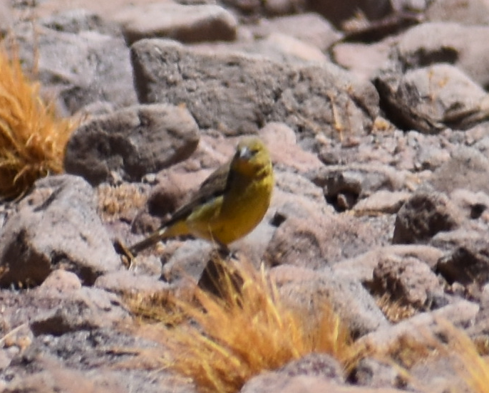 Sicale olivâtre - ML645289839