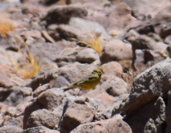 Sicale olivâtre - ML645289840