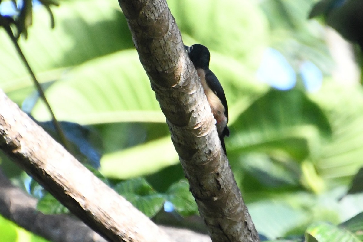 Puerto Rican Woodpecker - ML645289845