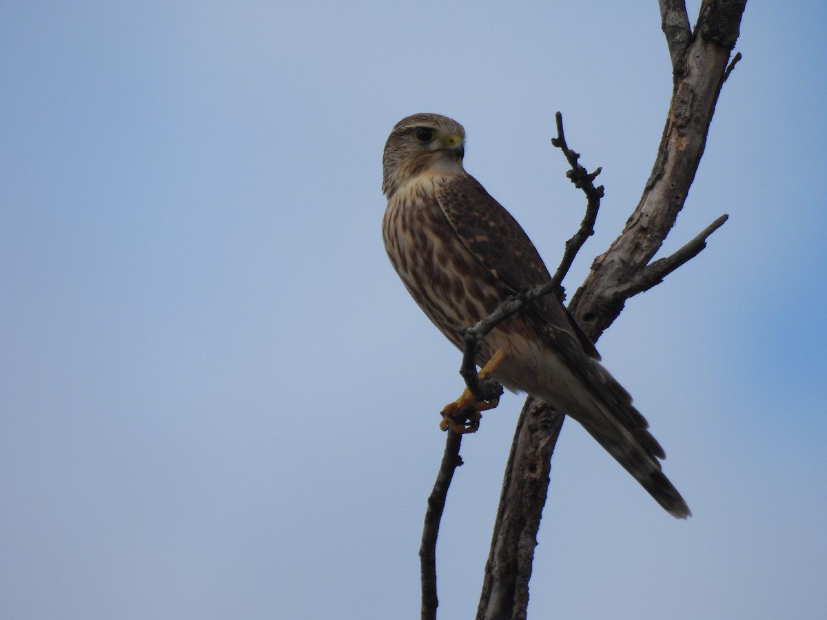 Merlin - ML645289846