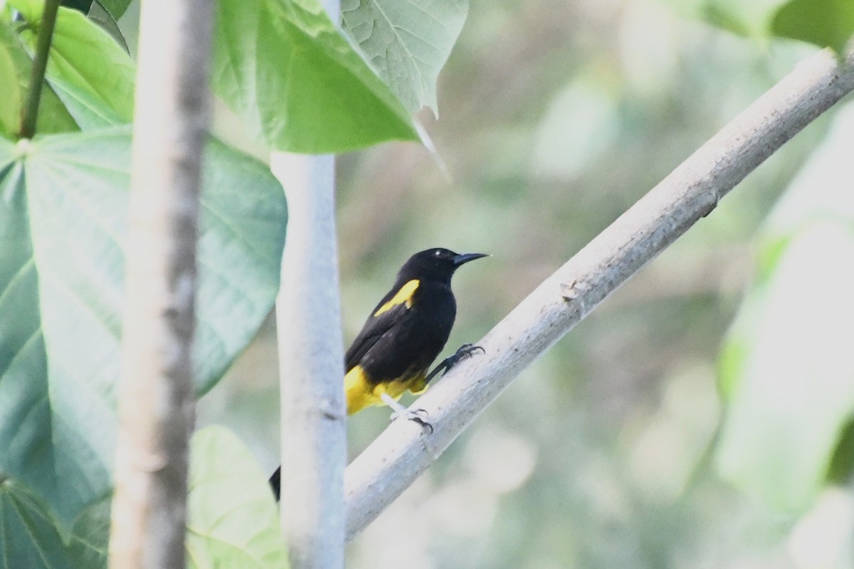 Puerto Rican Oriole - ML645289855