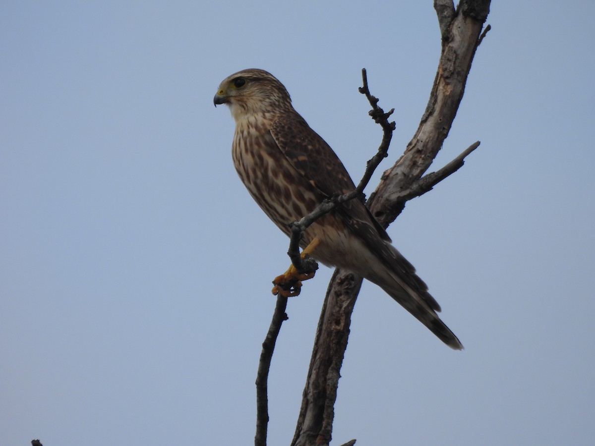 Merlin - ML645289856