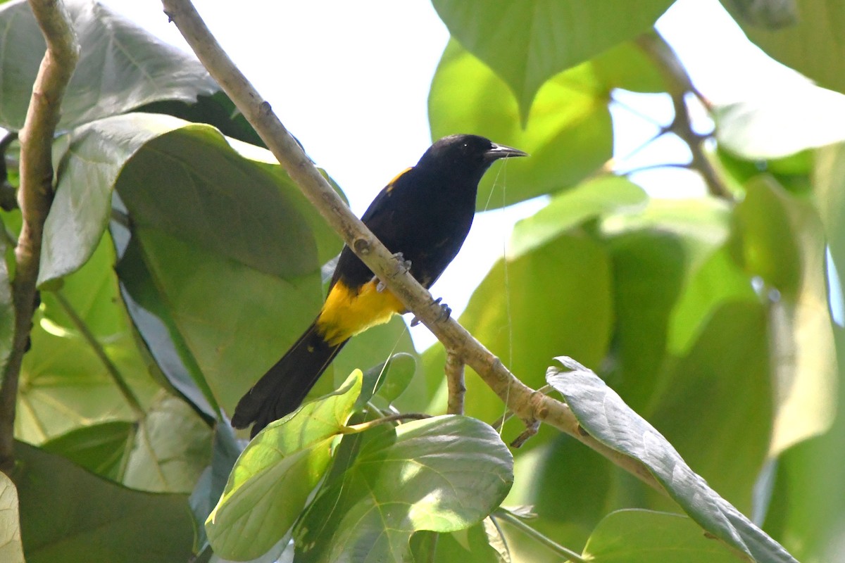 Puerto Rican Oriole - ML645289876