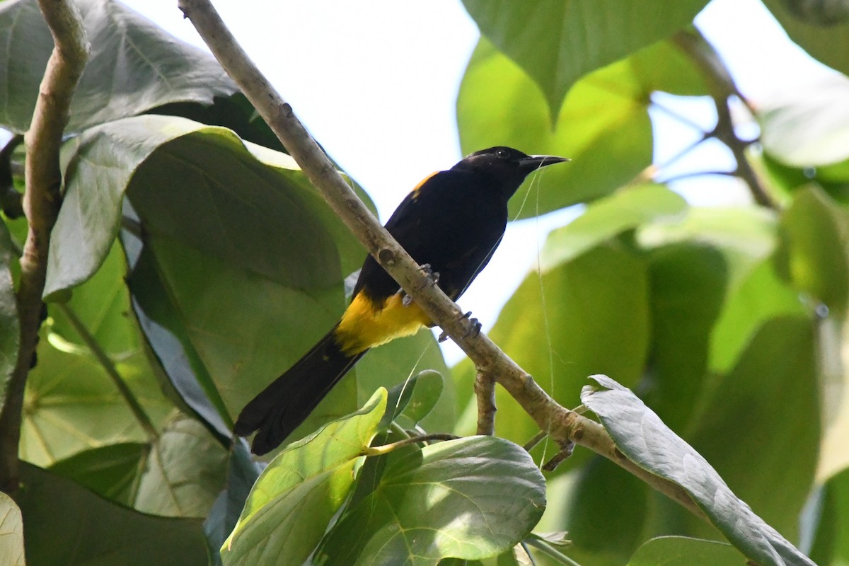 Puerto Rican Oriole - ML645289882
