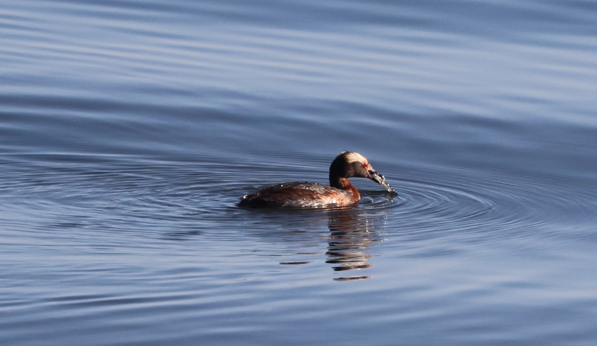 Zampullín Cuellirrojo - ML645289895