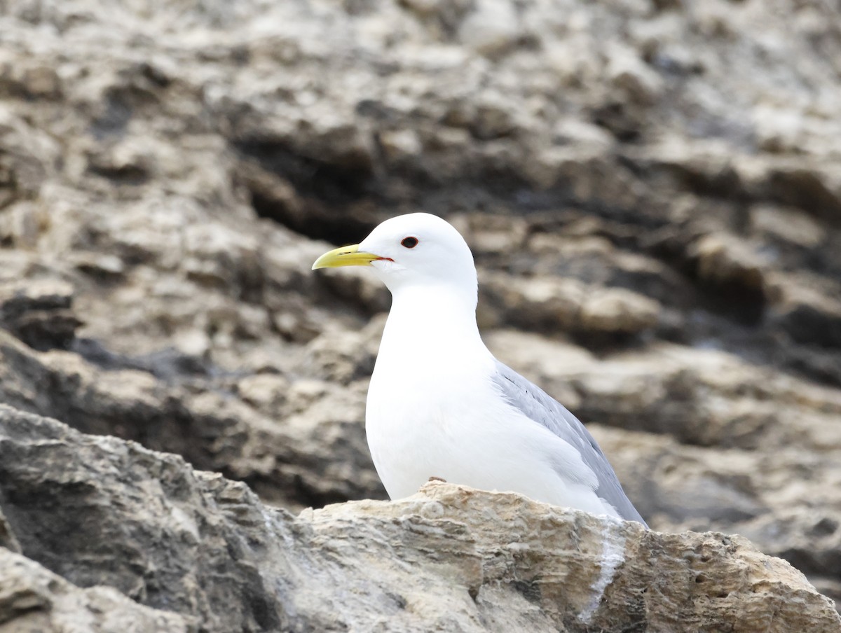 Black-legged Kittiwake - ML645289900