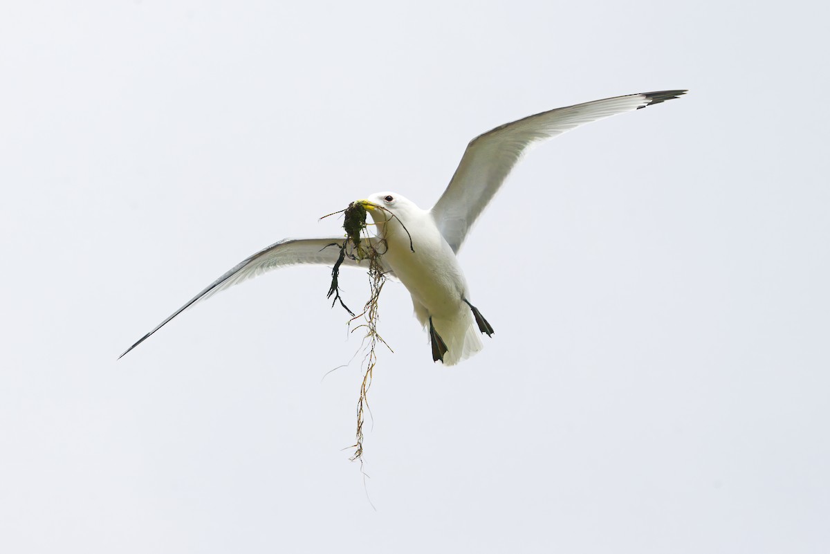 Black-legged Kittiwake - ML645289901