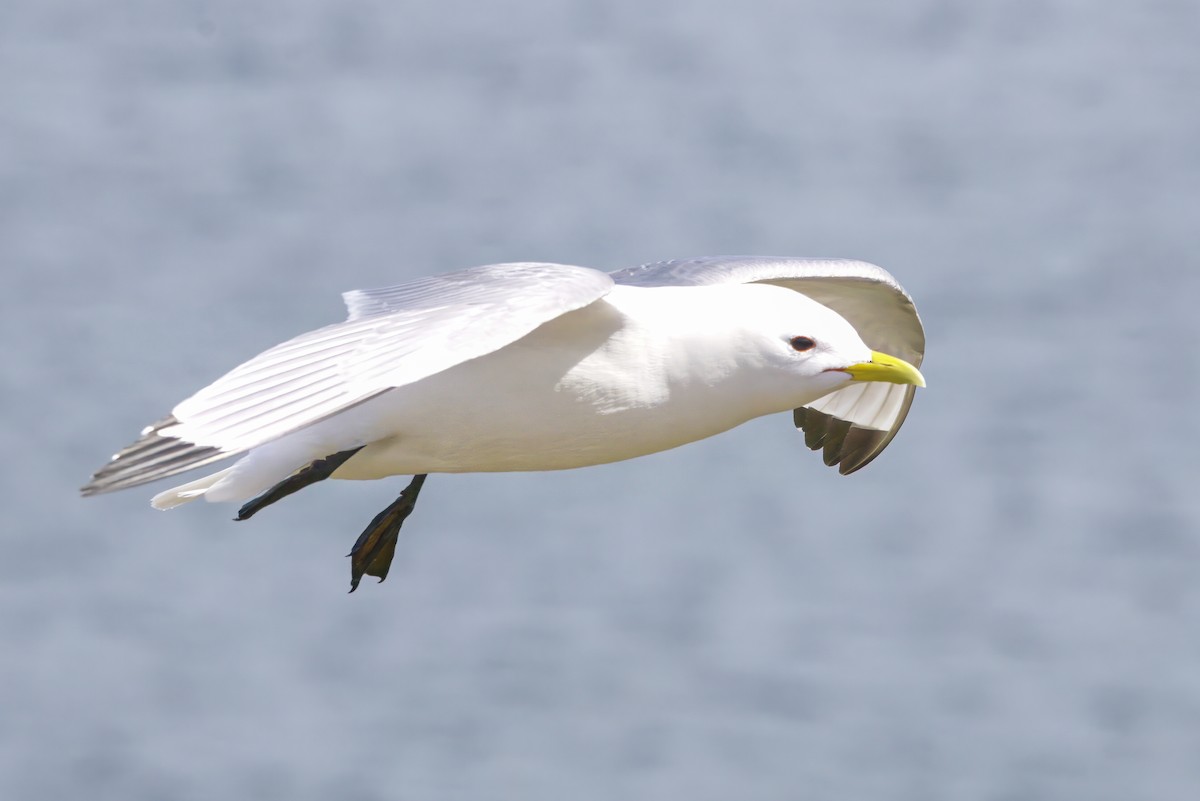 Black-legged Kittiwake - ML645289903