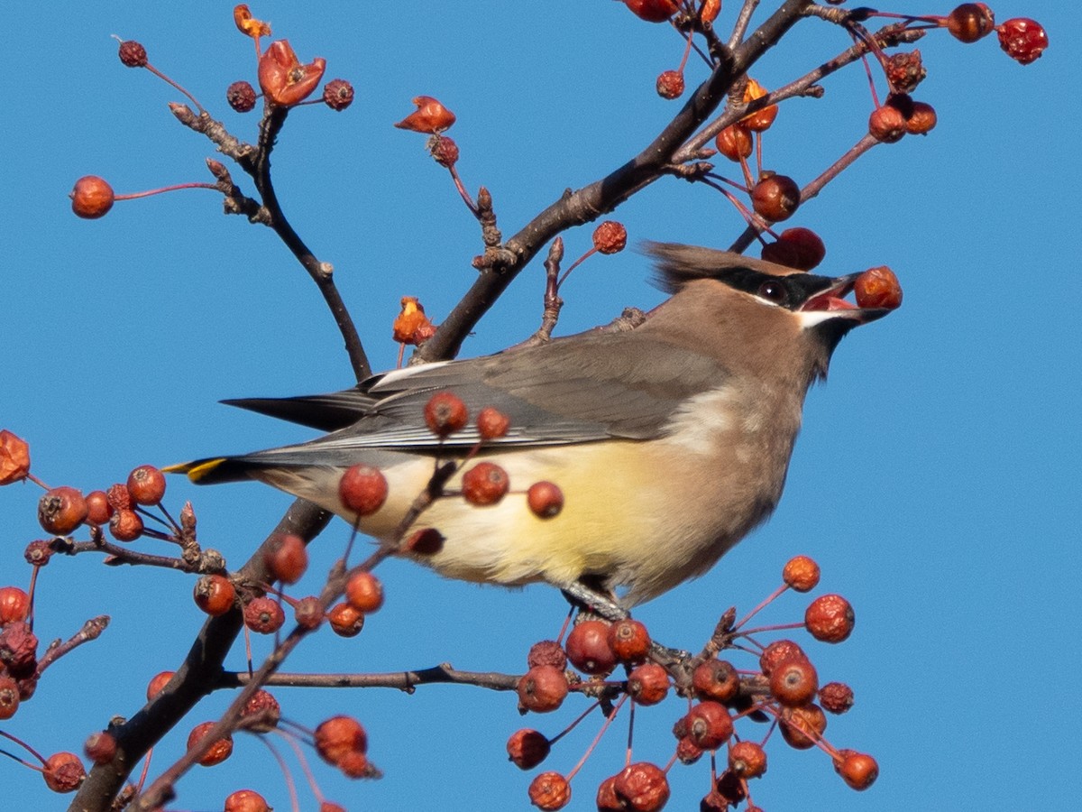 Cedar Waxwing - ML645289907