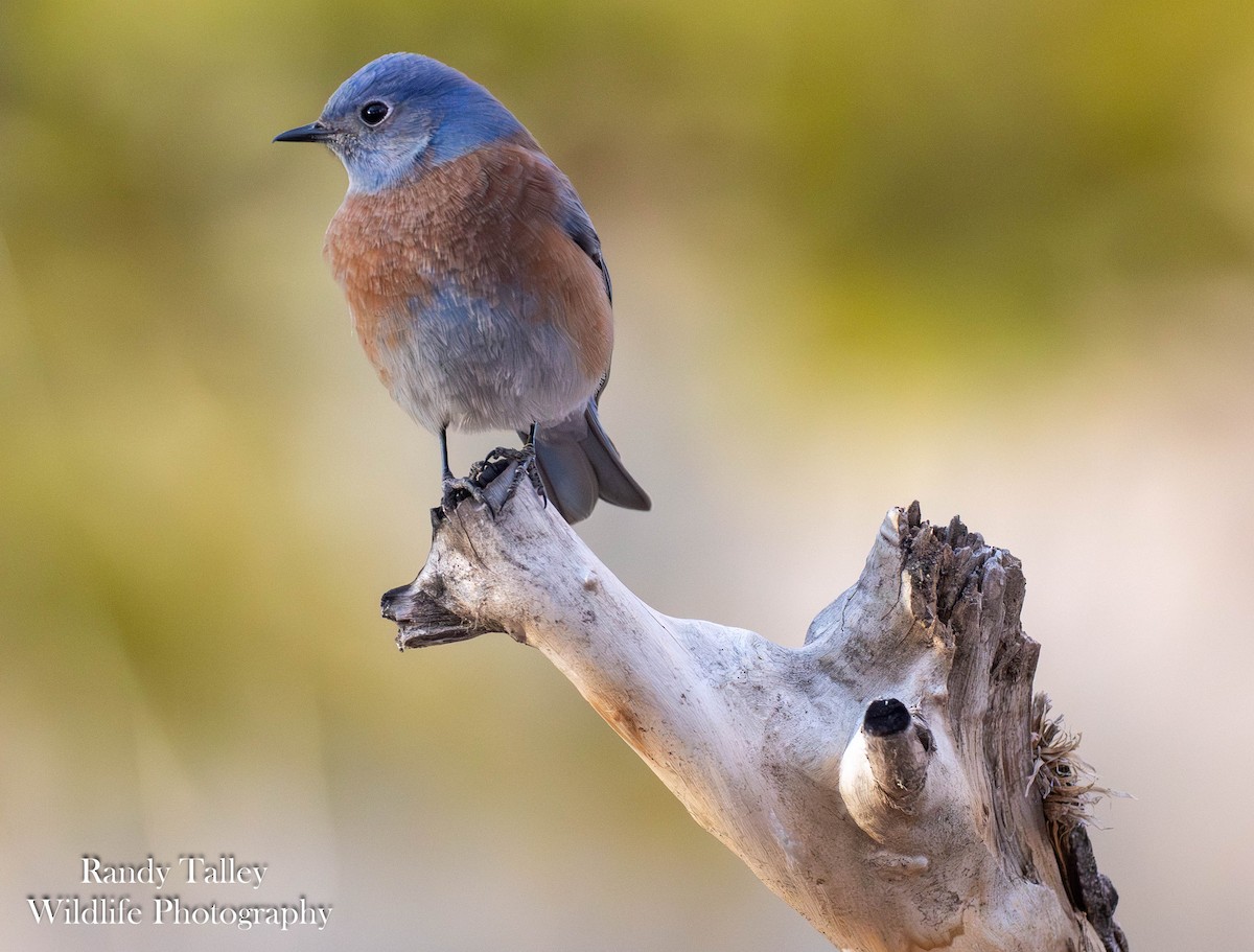 Western Bluebird - ML645289927