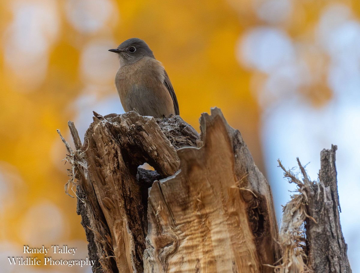 Western Bluebird - ML645289928