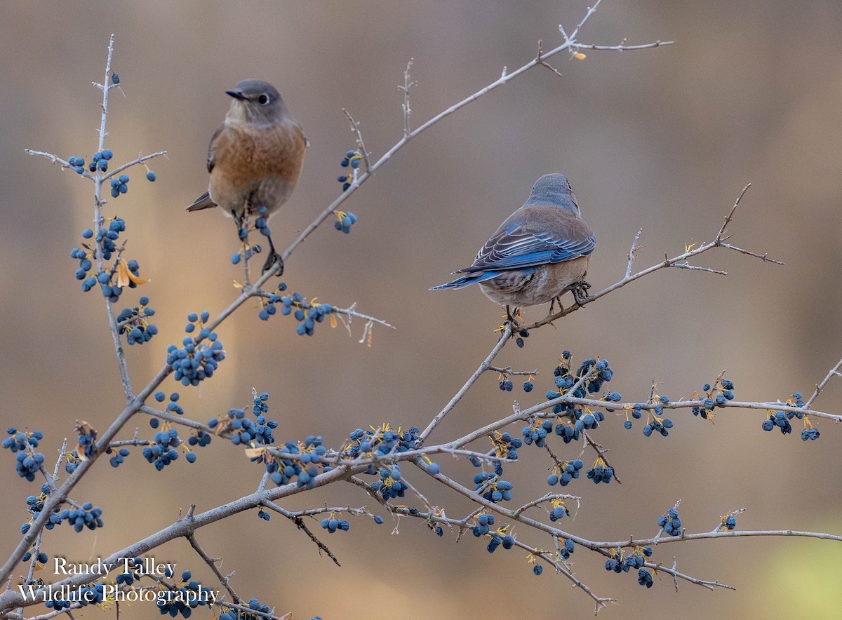 Western Bluebird - ML645289929