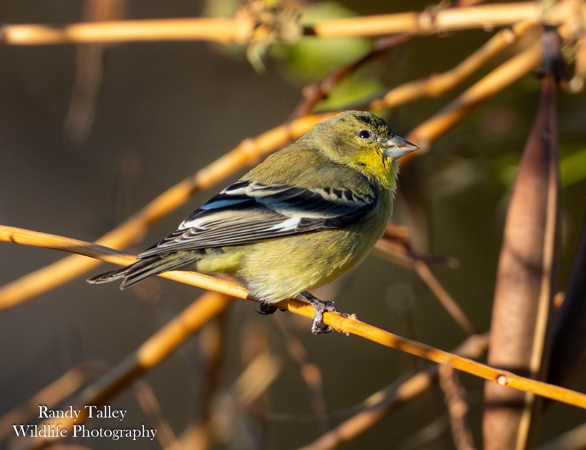 Lesser Goldfinch - ML645289935