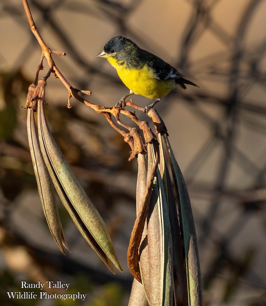 Lesser Goldfinch - ML645289936