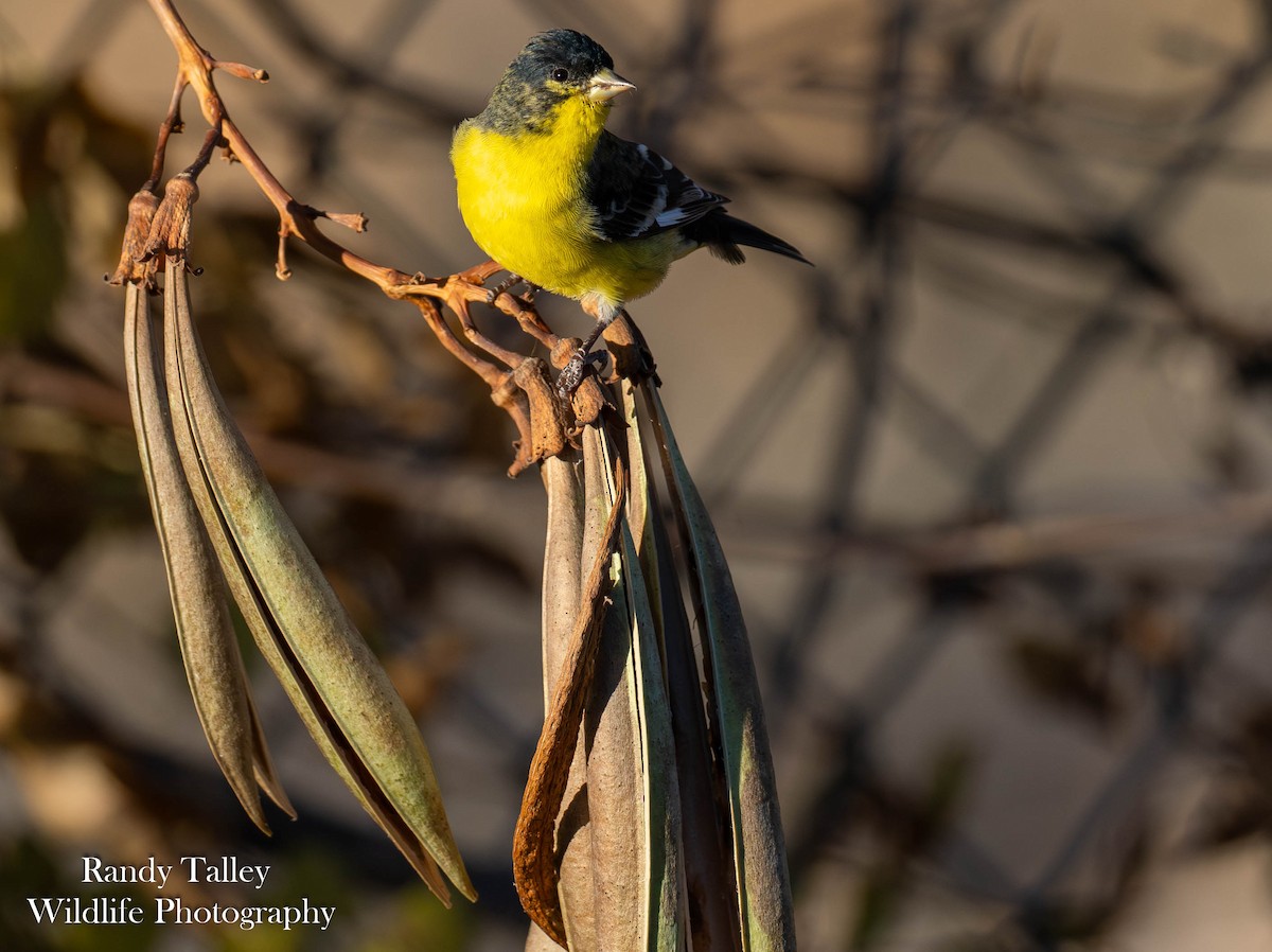 Lesser Goldfinch - ML645289937