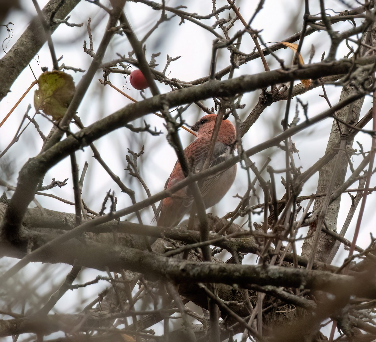 Pine Grosbeak - ML645289941