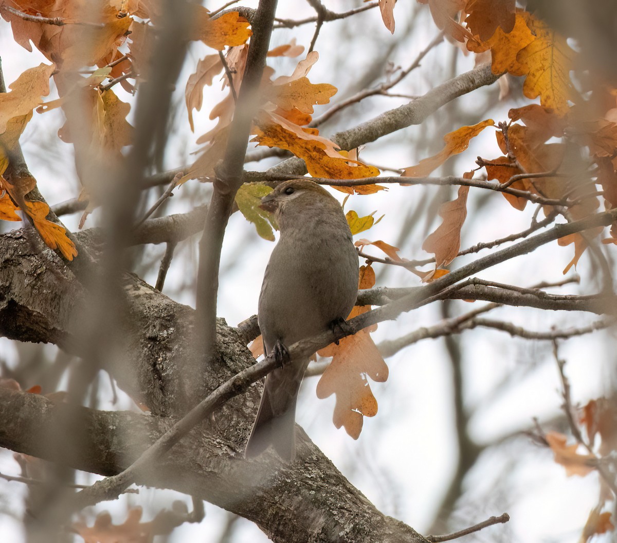 Pine Grosbeak - ML645289942