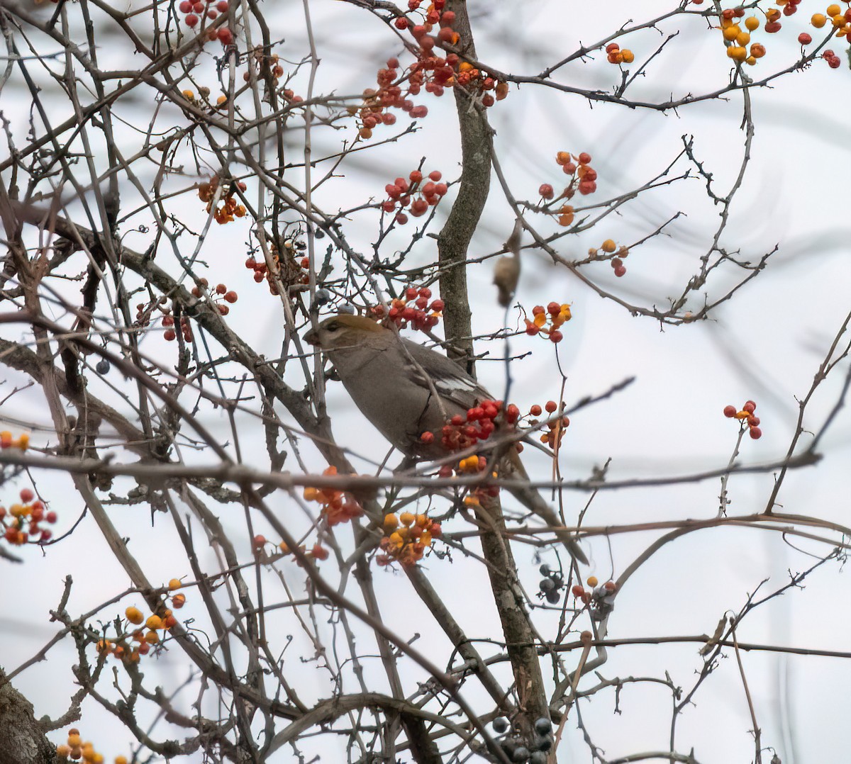 Pine Grosbeak - ML645289943