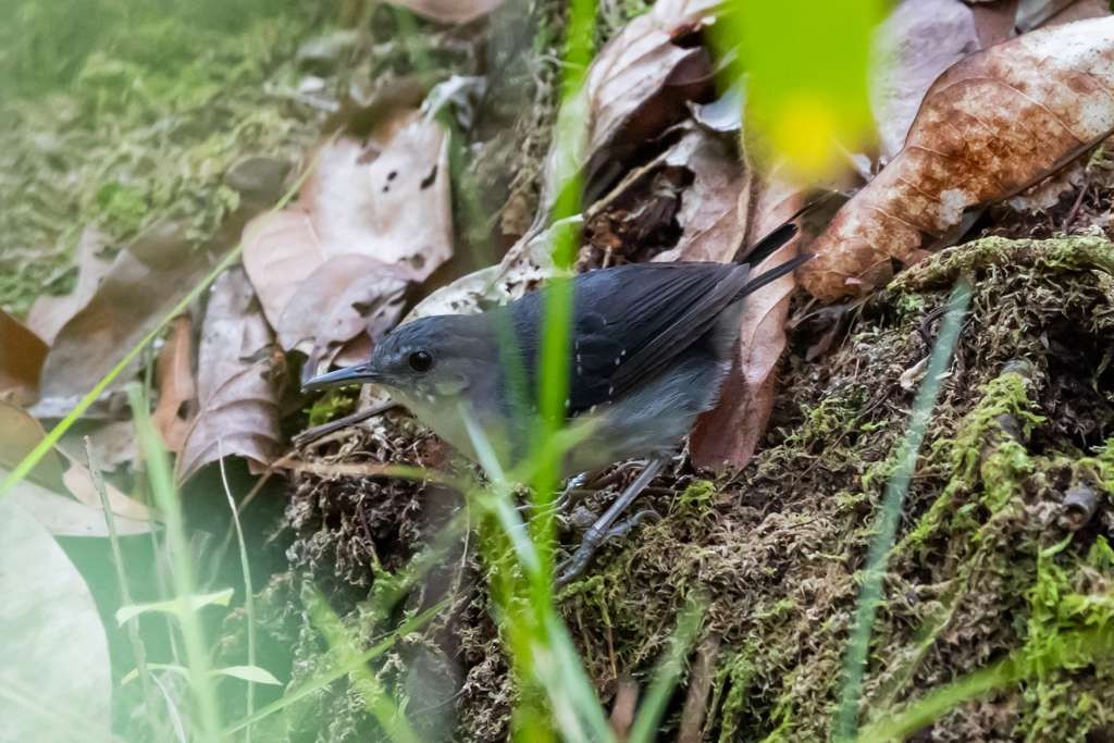 Yapacana Antbird - ML645289951