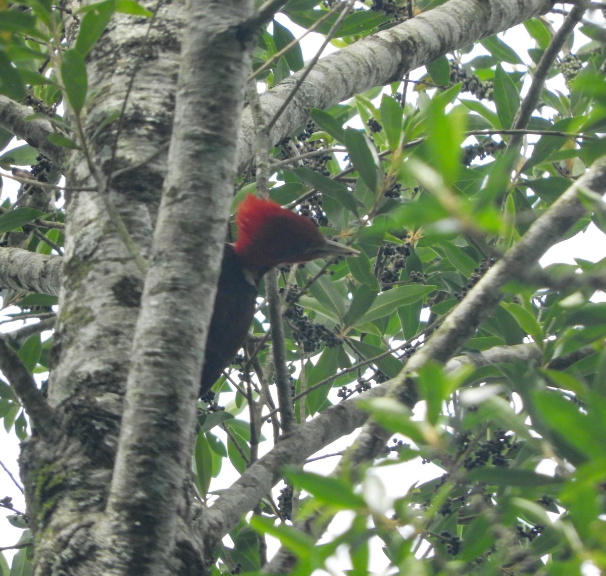 Helmeted Woodpecker - ML645289968