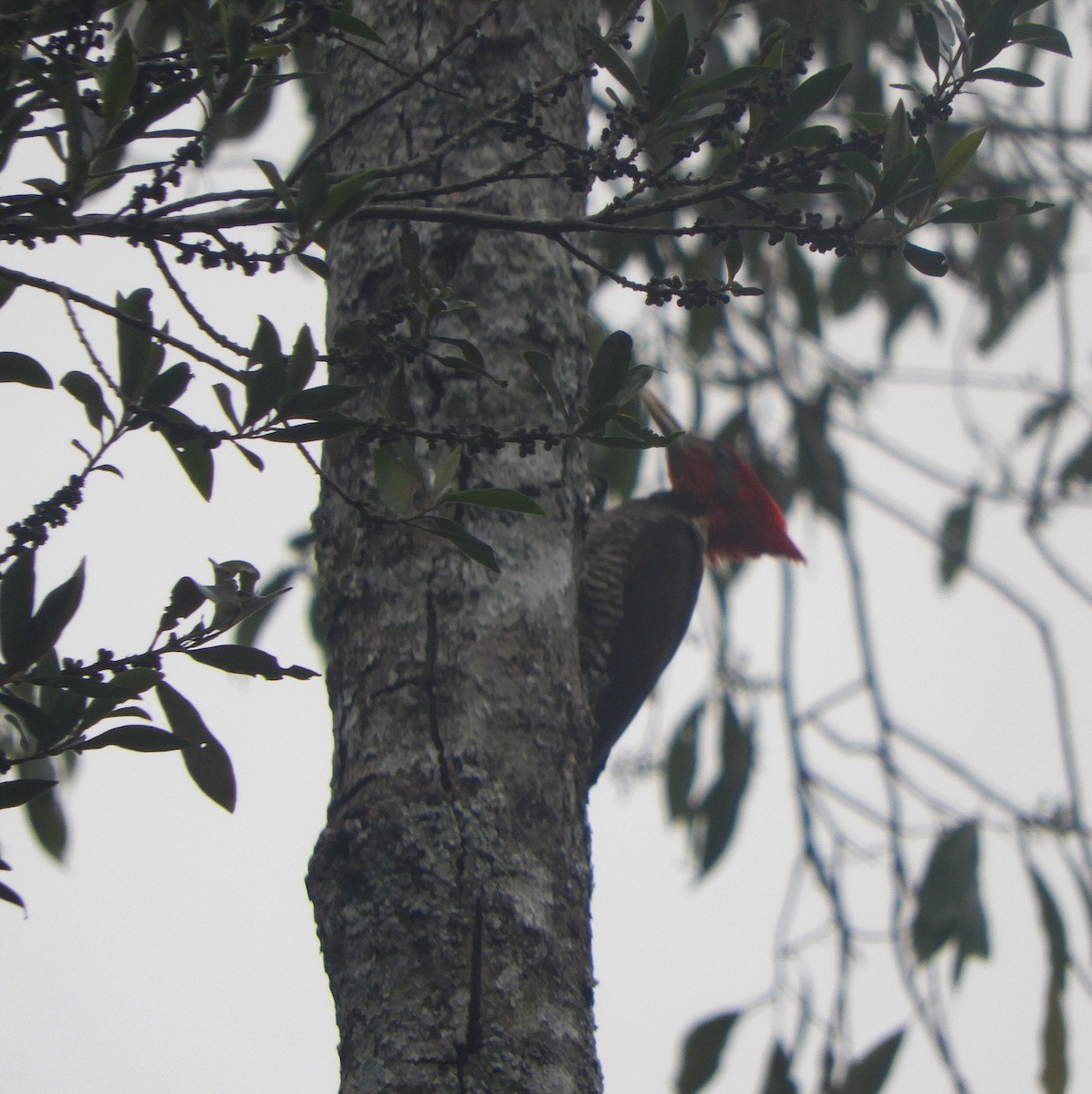 Helmeted Woodpecker - ML645289969