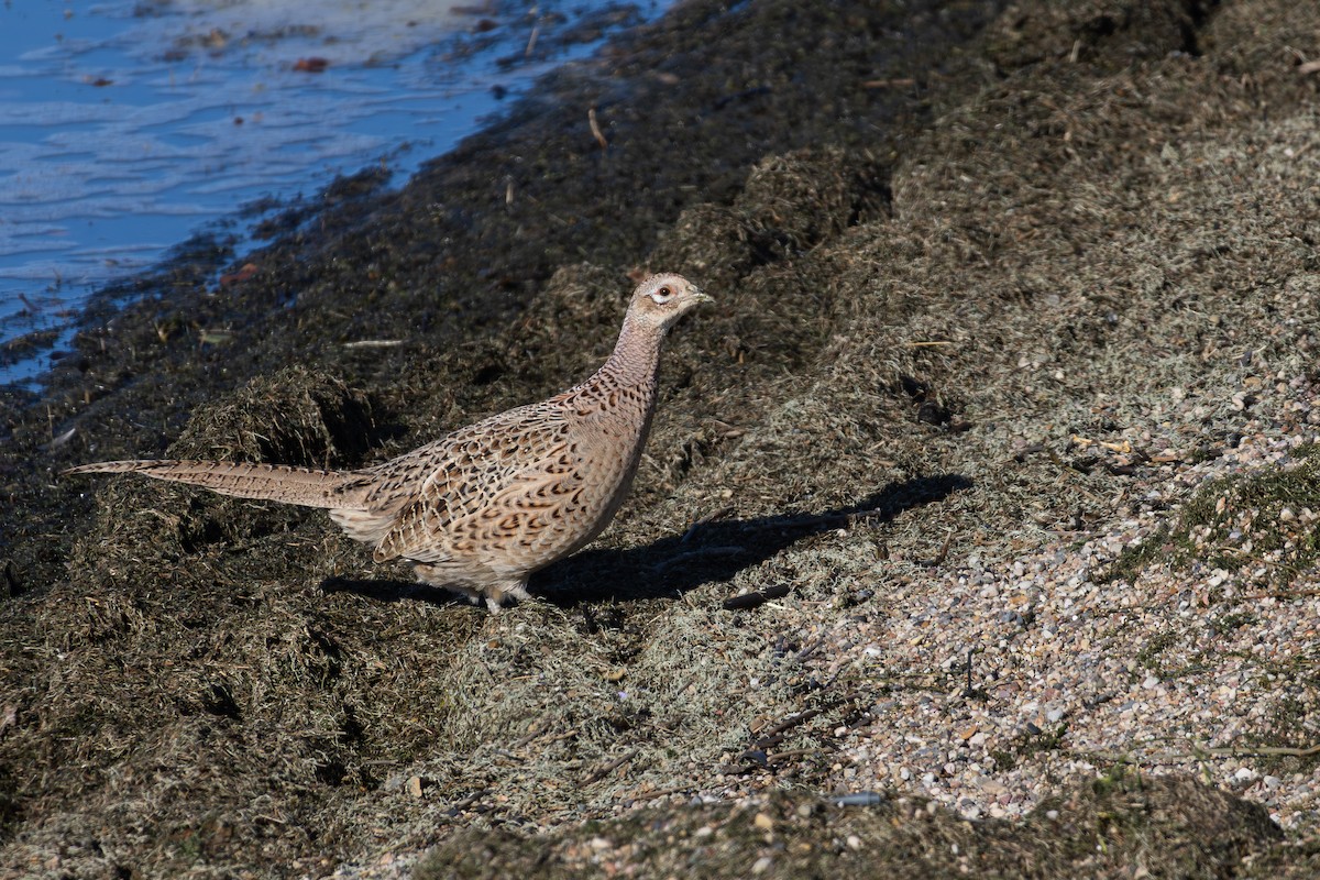 Fagiano comune - ML645289975