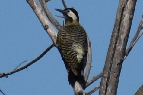 Grünbindenspecht - ML645289982