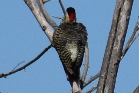 Grünbindenspecht - ML645289983