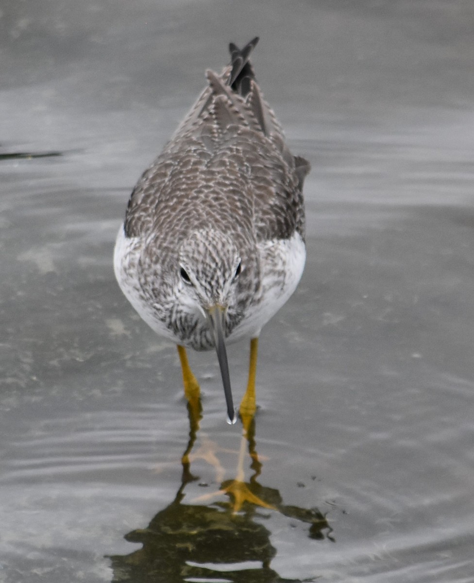 Greater Yellowlegs - ML645289988