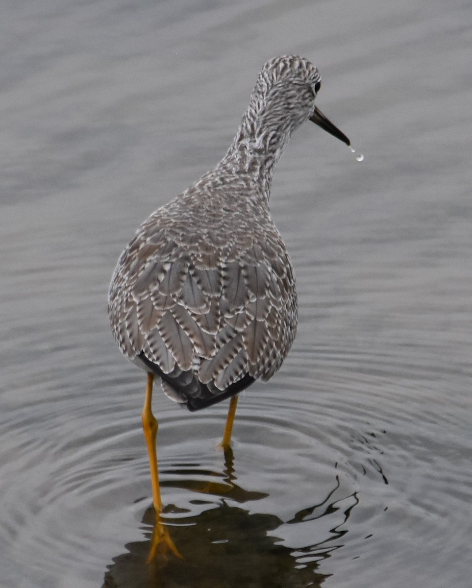 Greater Yellowlegs - ML645289989