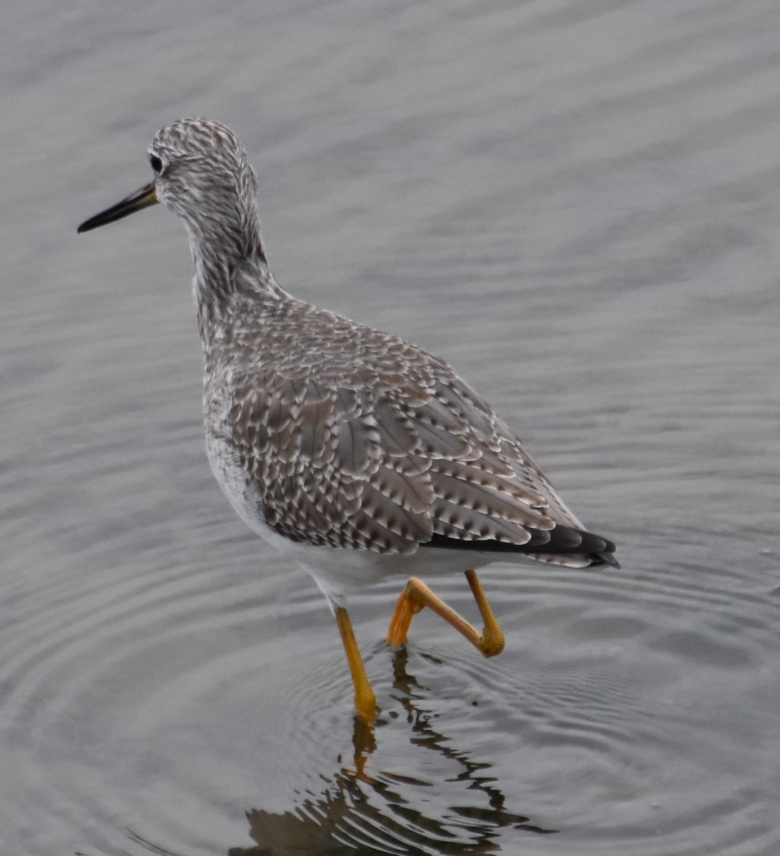 Greater Yellowlegs - ML645289990