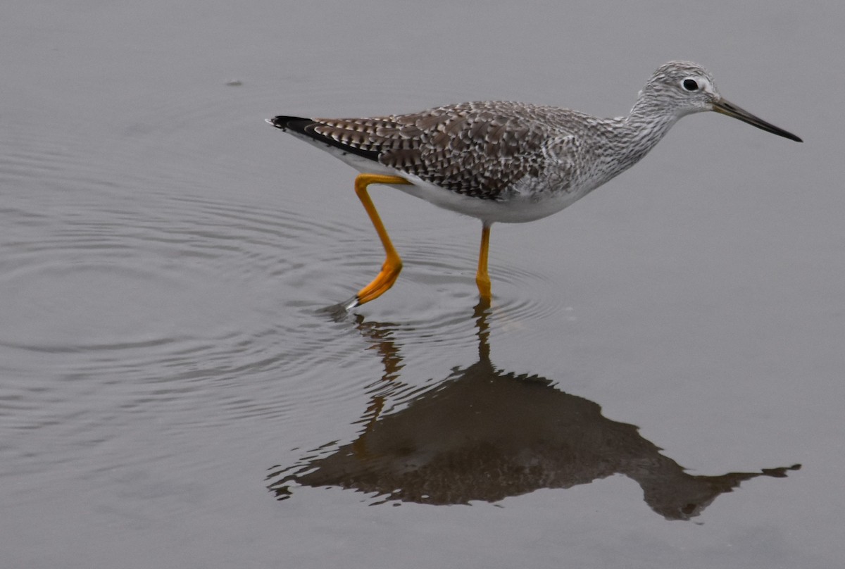Greater Yellowlegs - ML645289991