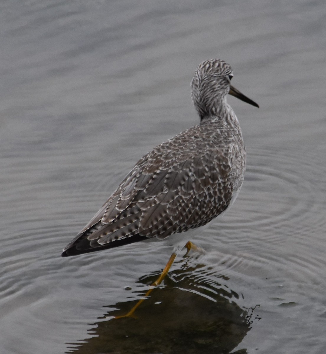 Greater Yellowlegs - ML645289992