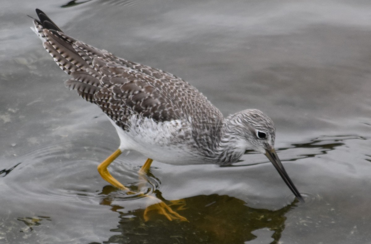 Greater Yellowlegs - ML645289993