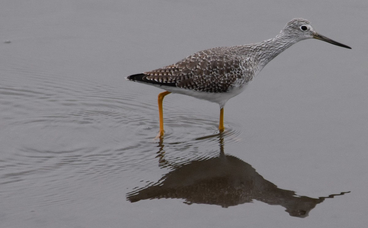 Greater Yellowlegs - ML645289994