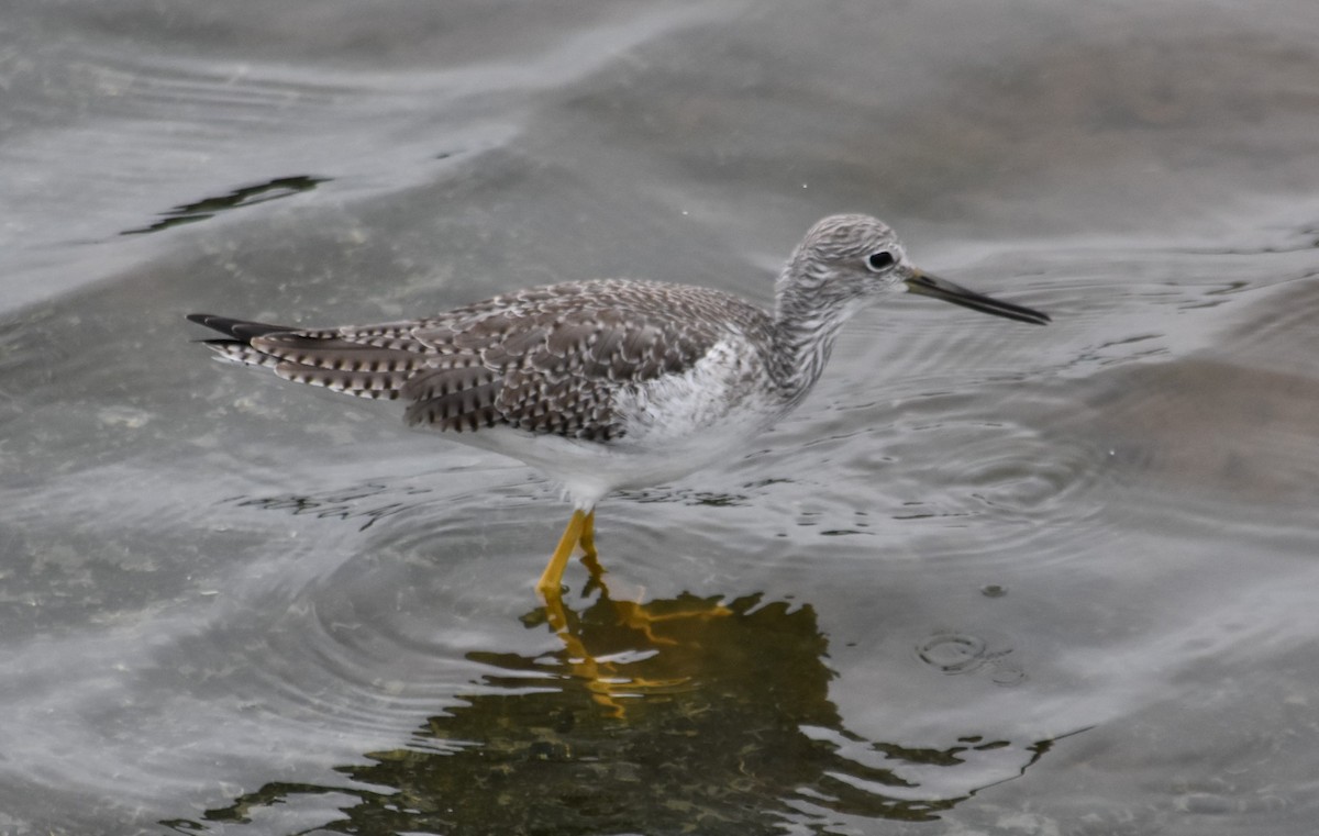 Greater Yellowlegs - ML645289995